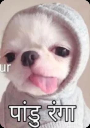 Pandu Ranga, a chihuahua in a hoodie